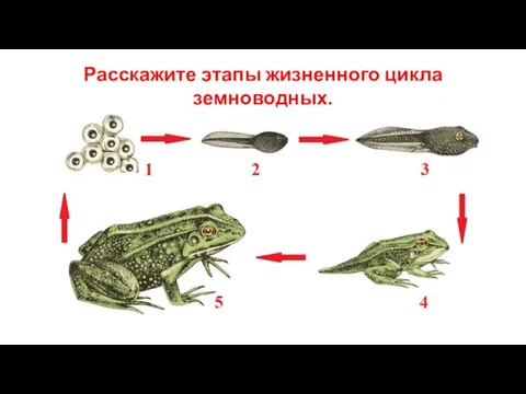 Расскажите этапы жизненного цикла земноводных.