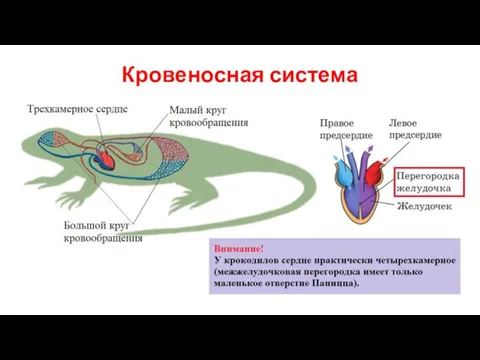 Кровеносная система