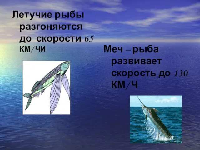 Летучие рыбы разгоняются до скорости 65 КМ/ ЧИ Меч – рыба развивает