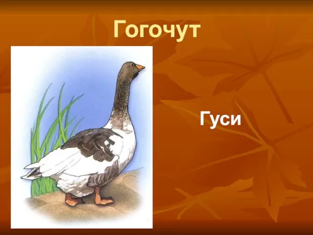 Гогочут Гуси