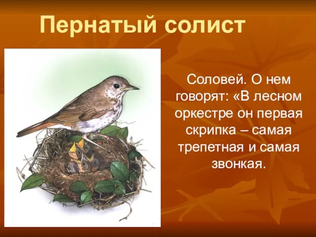 Пернатый солист Соловей. О нем говорят: «В лесном оркестре он первая скрипка