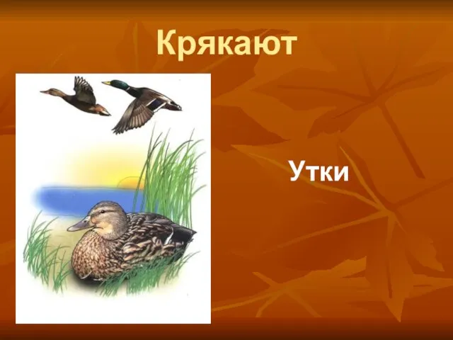 Крякают Утки