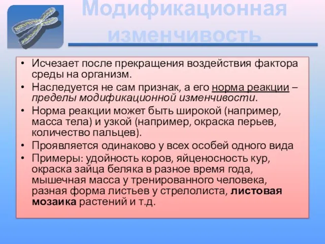 Модификационная изменчивость Исчезает после прекращения воздействия фактора среды на организм. Наследуется не