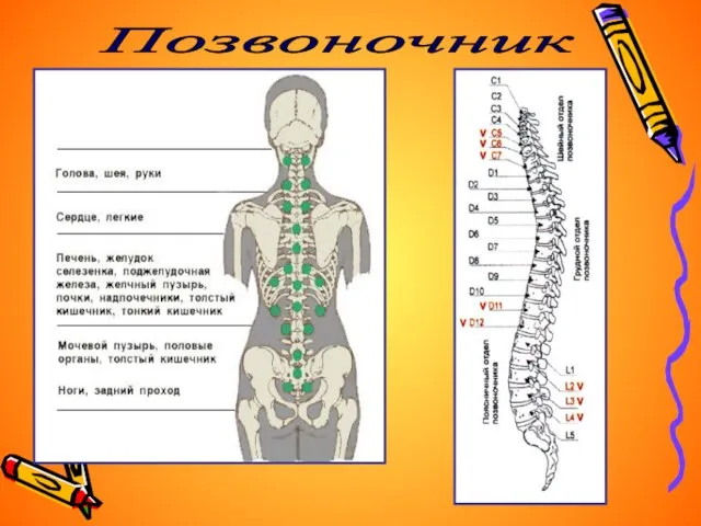 Позвоночник