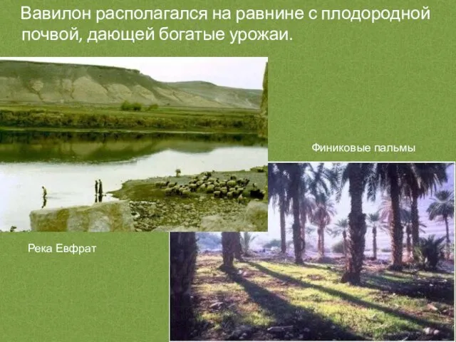 Вавилон располагался на равнине с плодородной почвой, дающей богатые урожаи. Река Евфрат Финиковые пальмы