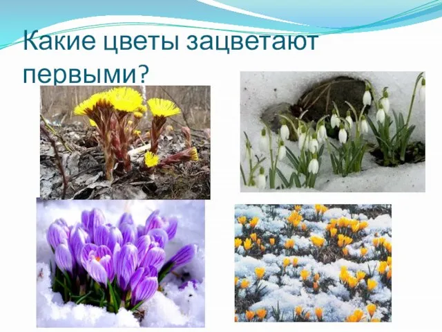 Какие цветы зацветают первыми?