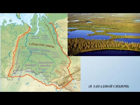 Задания «Узнай меня» 11. Урманы, колки, гривы – где их можно увидеть? (В ЗАПАДНОЙ СИБИРИ)