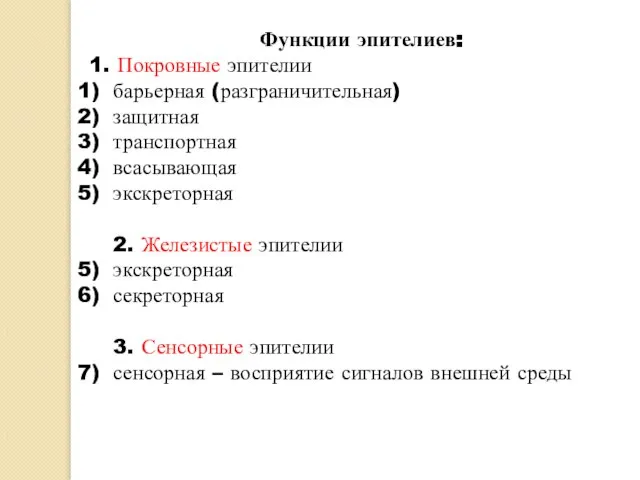 Функции эпителиев: 1. Покровные эпителии барьерная (разграничительная) защитная транспортная всасывающая экскреторная 2.