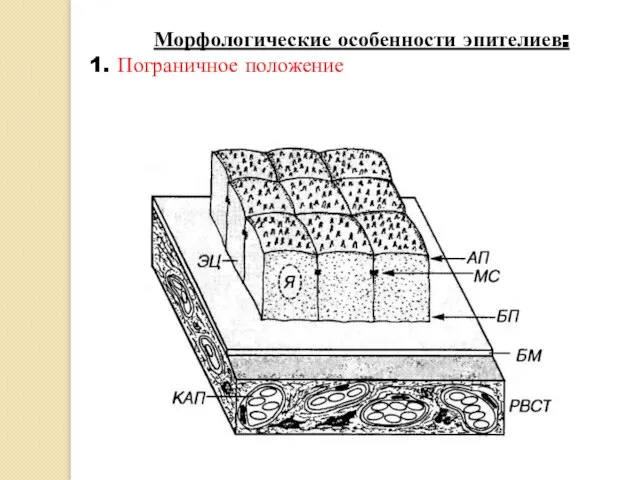 Морфологические особенности эпителиев: 1. Пограничное положение