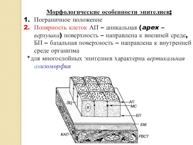 Морфологические особенности эпителиев: Пограничное положение Полярность клеток АП – апикальная (apex –