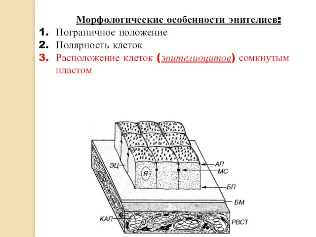 Морфологические особенности эпителиев: Пограничное положение Полярность клеток Расположение клеток (эпителиоцитов) сомкнутым пластом