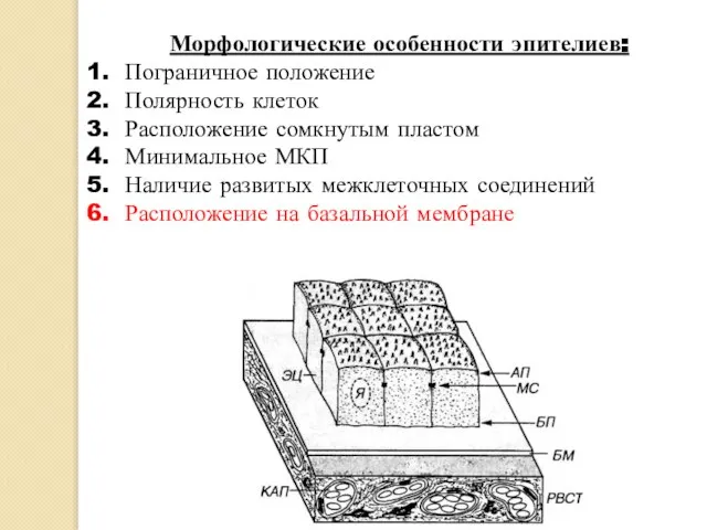 Морфологические особенности эпителиев: Пограничное положение Полярность клеток Расположение сомкнутым пластом Минимальное МКП