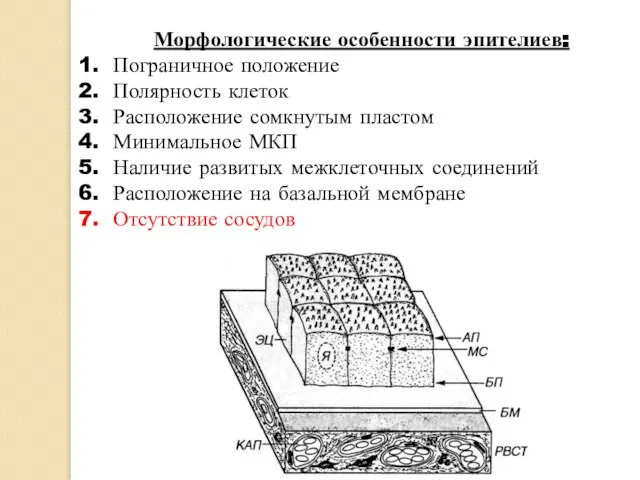 Морфологические особенности эпителиев: Пограничное положение Полярность клеток Расположение сомкнутым пластом Минимальное МКП