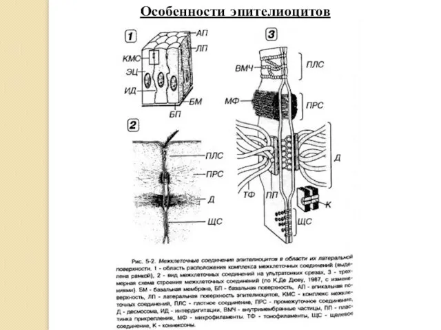 Особенности эпителиоцитов