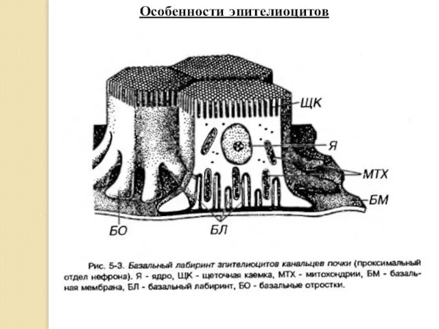 Особенности эпителиоцитов