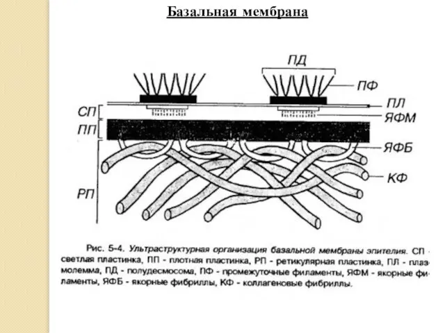 Базальная мембрана