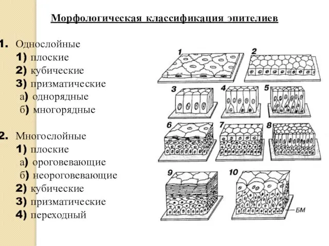 Морфологическая классификация эпителиев Однослойные 1) плоские 2) кубические 3) призматические а) однорядные