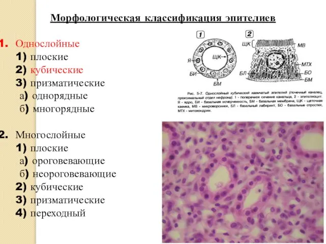 Морфологическая классификация эпителиев Однослойные 1) плоские 2) кубические 3) призматические а) однорядные