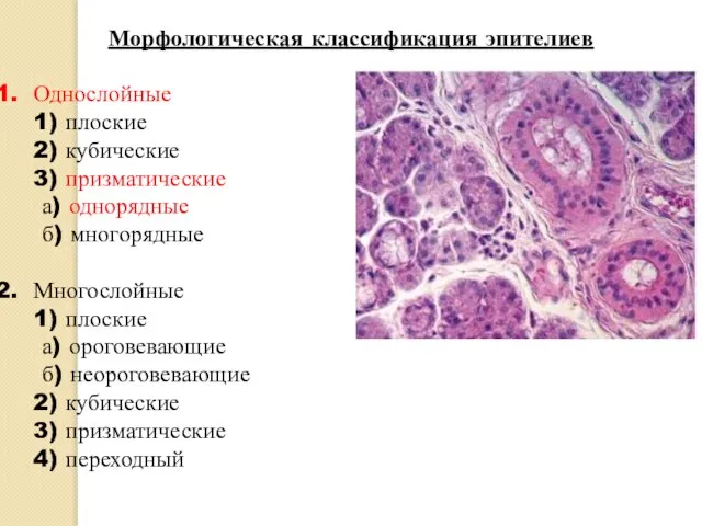 Морфологическая классификация эпителиев Однослойные 1) плоские 2) кубические 3) призматические а) однорядные