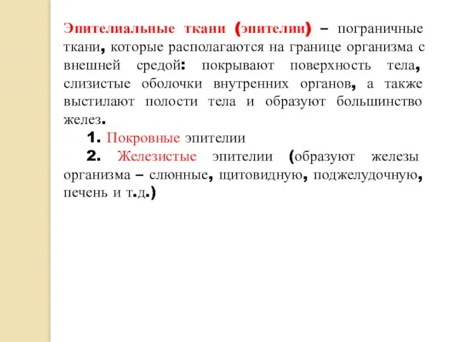 Эпителиальные ткани (эпителии) – пограничные ткани, которые располагаются на границе организма с