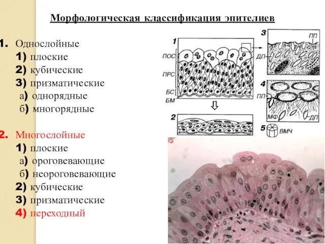 Морфологическая классификация эпителиев Однослойные 1) плоские 2) кубические 3) призматические а) однорядные