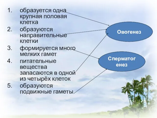 образуется одна крупная половая клетка образуются направительные клетки формируется много мелких гамет