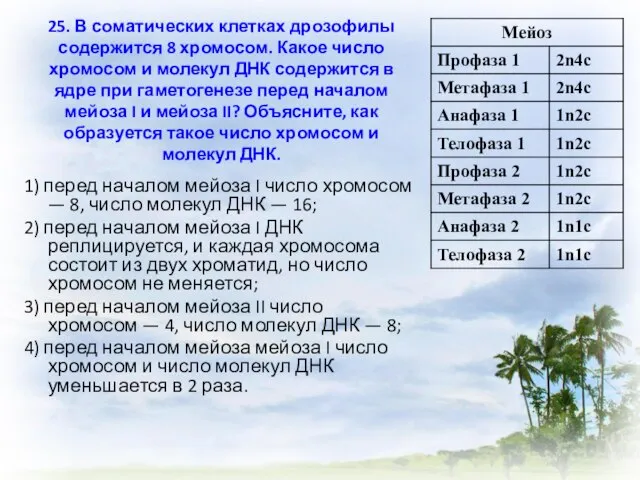 25. В соматических клетках дрозофилы содержится 8 хромосом. Какое число хромосом и