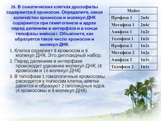 26. В соматических клетках дрозофилы содержится 8 хромосом. Определите, какое количество хромосом