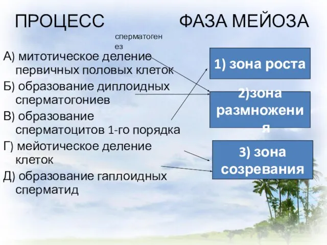 ПРОЦЕСС ФАЗА МЕЙОЗА А) митотическое деление первичных половых клеток Б) образование диплоидных