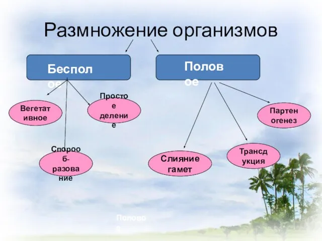 Размножение организмов Бесполое Партеногенез Спорооб- разование Простое деление Вегетативное Трансдукция Слияние гамет Половое Половое