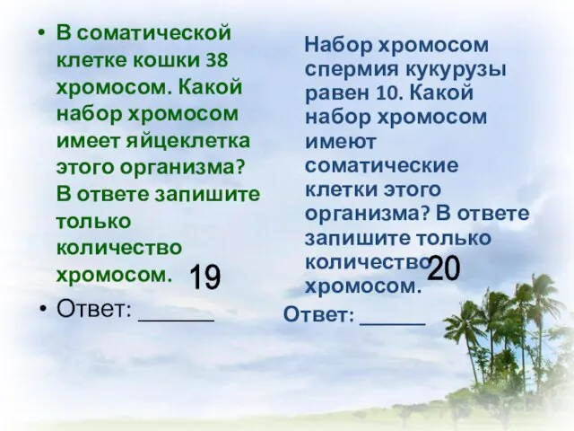 В соматической клетке кошки 38 хромосом. Какой набор хромосом имеет яйцеклетка этого