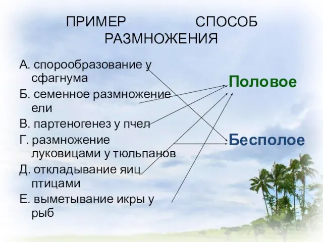 ПРИМЕР СПОСОБ РАЗМНОЖЕНИЯ А. спорообразование у сфагнума Б. семенное размножение ели В.