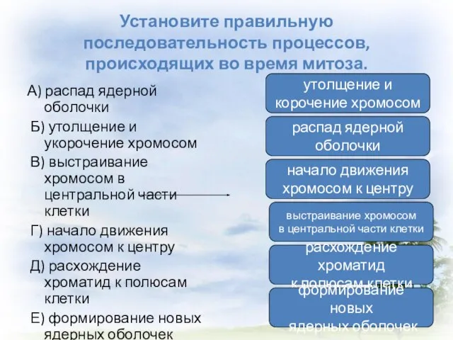 Установите правильную последовательность процессов, происходящих во время митоза. А) распад ядерной оболочки