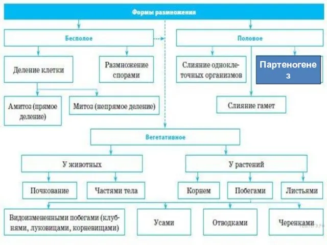 Партеногенез