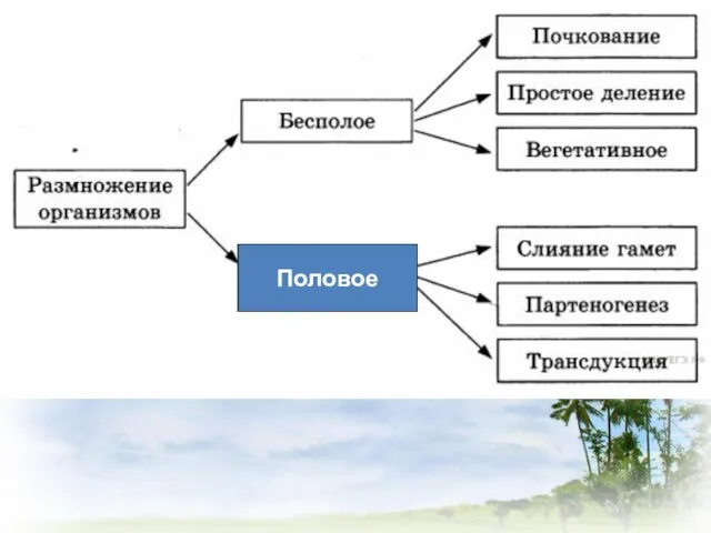 Половое