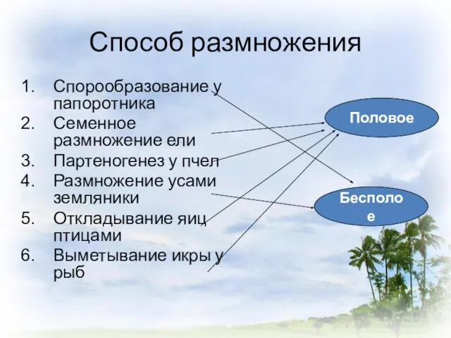 Способ размножения Спорообразование у папоротника Семенное размножение ели Партеногенез у пчел Размножение