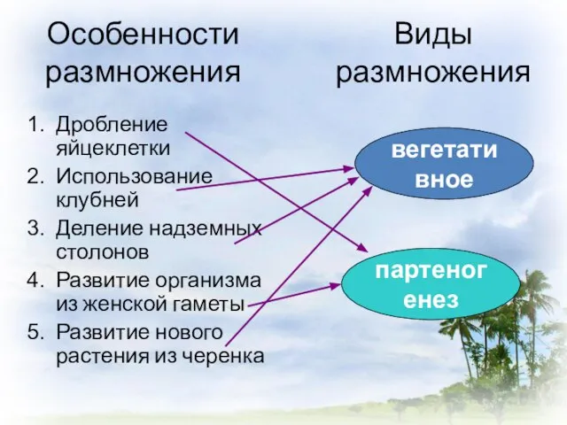 Особенности размножения Дробление яйцеклетки Использование клубней Деление надземных столонов Развитие организма из