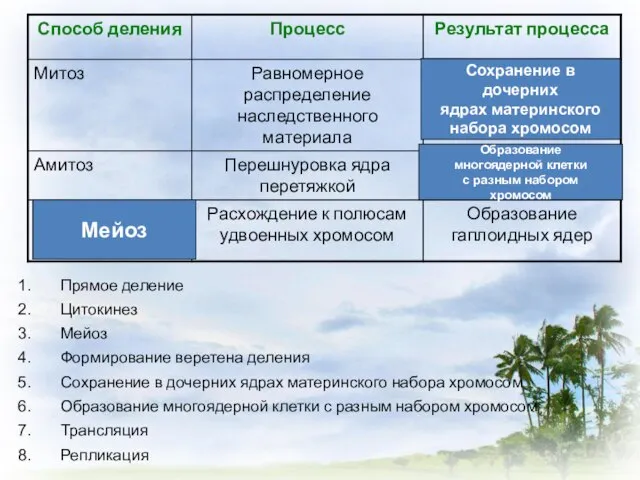 Прямое деление Цитокинез Мейоз Формирование веретена деления Сохранение в дочерних ядрах материнского