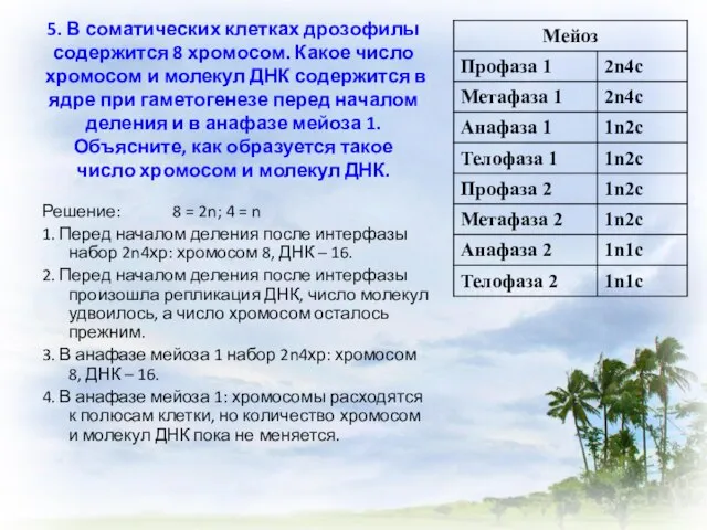 5. В соматических клетках дрозофилы содержится 8 хромосом. Какое число хромосом и