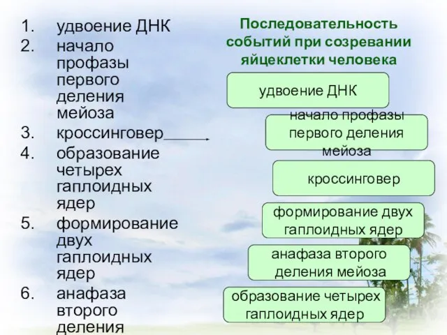 Последовательность событий при созревании яйцеклетки человека удвоение ДНК начало профазы первого деления