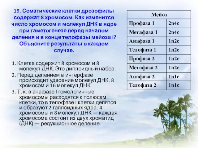 19. Соматические клетки дрозофилы содержат 8 хромосом. Как изменится число хромосом и