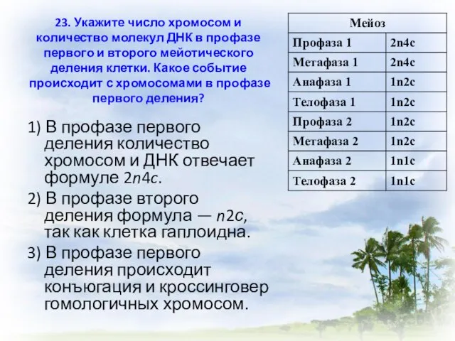 23. Укажите число хромосом и количество молекул ДНК в профазе первого и