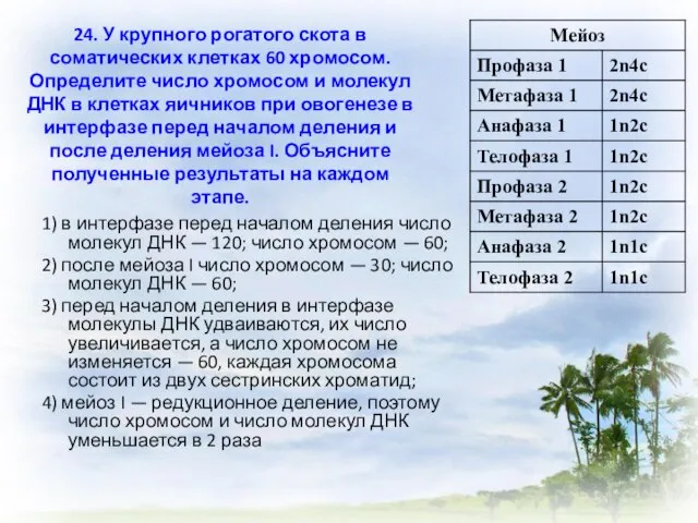 24. У крупного рогатого скота в соматических клетках 60 хромосом. Определите число