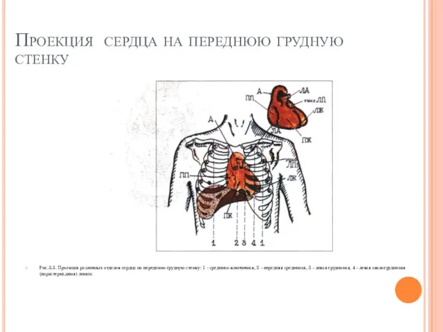 Проекция сердца на переднюю грудную стенку Рис.3.3. Проекция различных отделов сердца на
