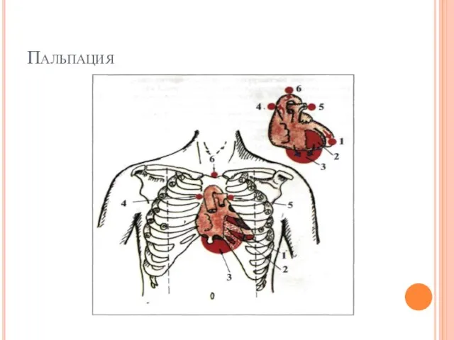 Пальпация