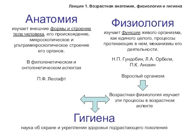 Анатомия изучает внешние формы и строение тела человека, его происхождение, микроскопическое и