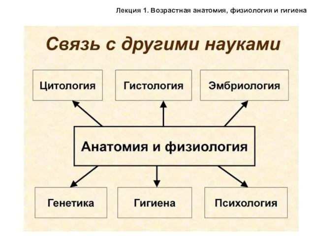 Лекция 1. Возрастная анатомия, физиология и гигиена