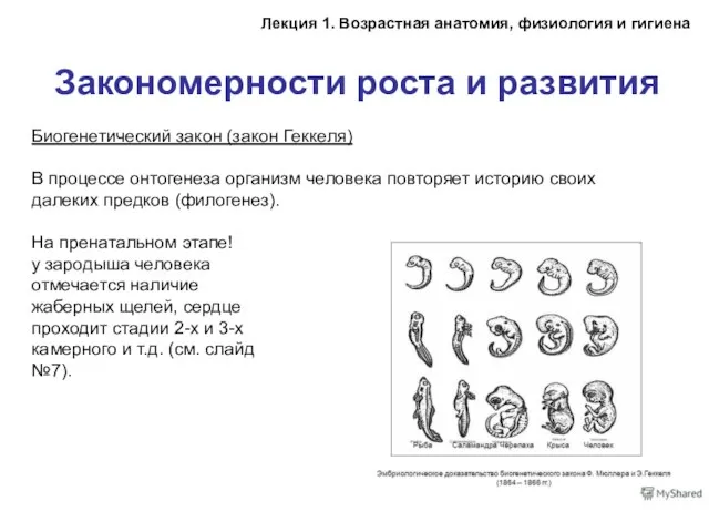 Биогенетический закон (закон Геккеля) В процессе онтогенеза организм человека повторяет историю своих