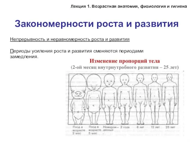 Непрерывность и неравномерность роста и развития Периоды усиления роста и развития сменяются