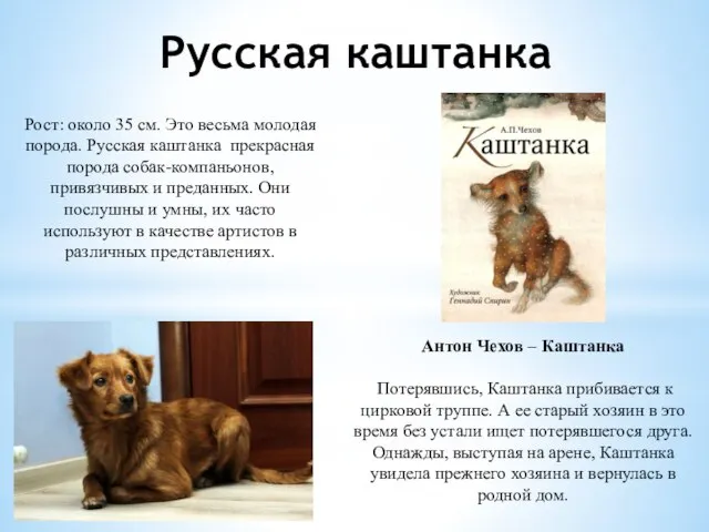 Русская каштанка Рост: около 35 см. Это весьма молодая порода. Русская каштанка